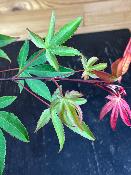 Acer Palmatum "Osakazuki" C2,4