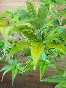 Acer Palmatum "Semis" C25