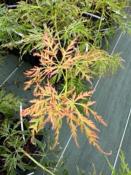 Acer Dissectum "Viridis New" C2,4