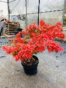 Acer Palmatum "Mikawa Yatsubusa" C2,4