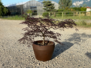 Acer Dissectum "Garnet" C15 