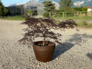 Acer Dissectum "Garnet" Déco 