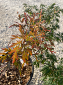 Acer Dissectum "Orangeola" C10