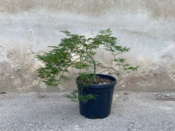 Acer Dissectum "Viridis" C10