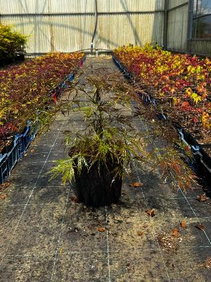 Acer Dissectum "Ornatum" C5