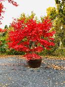 Acer Palmatum "Osakazuki" C2,4