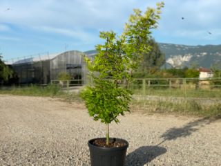 Acer Shirasawanum "Jordan"