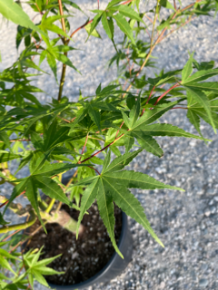 Acer Palmatum "Arakawa" C25