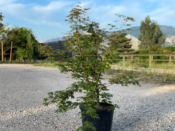 Acer Palmatum "Carminium" C25