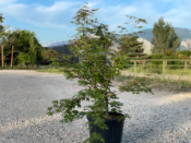 Acer Palmatum "Beni Maïko" C15