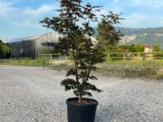 Acer Palmatum "Sketter's Broom" C20