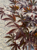 Acer Palmatum "Fire Glow" C10
