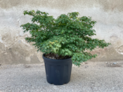Acer Palmatum "Little Princess" C20