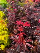 Acer Palmatum "Skeeter's Broom" C5