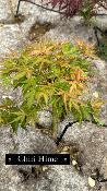 Acer Palmatum "Chiri Hime" C12 Déco