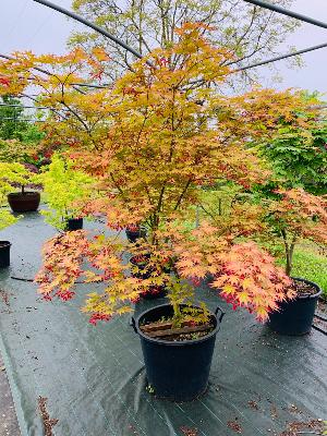 Acer Palmatum "Nicholsonii" C30