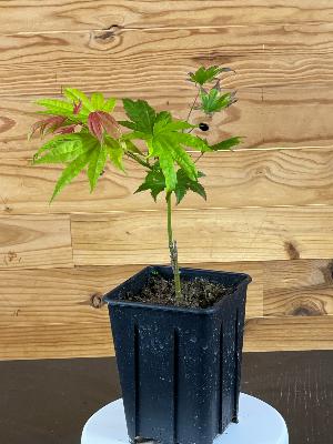 Acer Shirasawanum "Moon Rise" C2,4