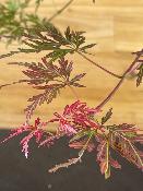 Acer Dissectum "Orangeola" C2,4