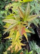 Acer Palmatum "Mirte" C2,4