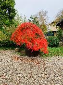 Acer Dissectum "Ornatum" C12 Déco