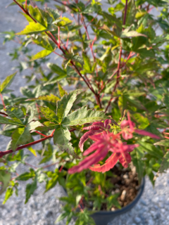 Acer Palmatum "Beni Maïko" C20