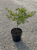 Acer Dissectum "Green Globe" C10