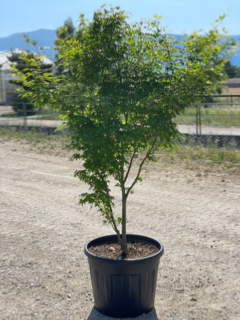 Acer Palmatum "Type" C70