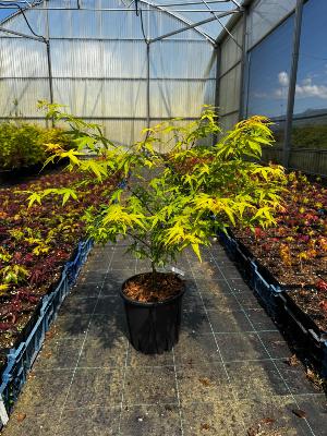 Acer Palmatum "Katsura" C5