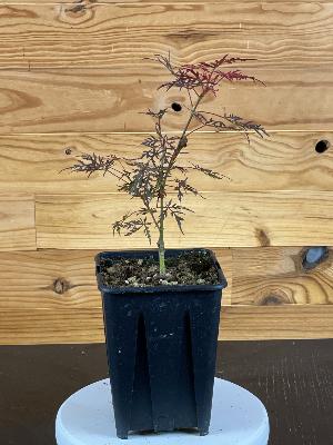 Acer Dissectum "Stella Rossa" C2,4