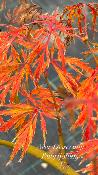 Acer Dissectum "Rubrifolium" C12 Déco