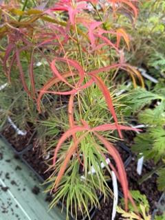 Acer Palmatum "Linearilobum" C2,4