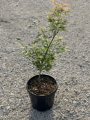 Acer Dissectum "Ornatum FG" C15