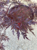 Acer Dissectum "Stella Rossa" C20