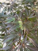 Acer Palmatum "Burgundy Lace" C45