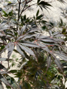 Acer Palmatum "Burgundy Lace" C20