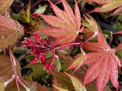 Acer Japonicum "Chateau de Papa" C2,4