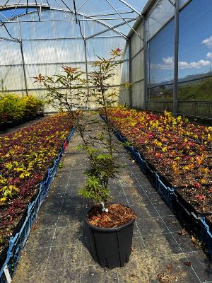 Acer Palmatum "Jerre Schwartz" C5