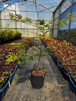 Acer Palmatum "Nicholsonii" C5