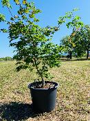 Acer Japonicum "Aconitifolium" C45