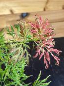 Acer Dissectum "Ornatum" C2,4