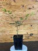 Acer Palmatum "Nicholsonii" C2,4