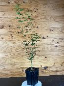 Acer Palmatum "Jerre Schwartz" C2,4