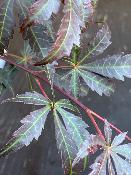 Acer Shirasawanum "Yasemin" C2,4