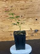 Acer Palmatum "Ki Hashijo" C2,4