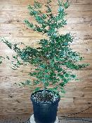 Acer Palmatum "Nicholsonii" C30