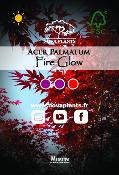 Acer Palmatum "Fire Glow" C3