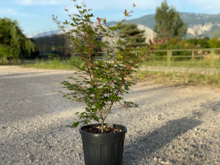 Acer Palmatum "Beni Maïko" C20