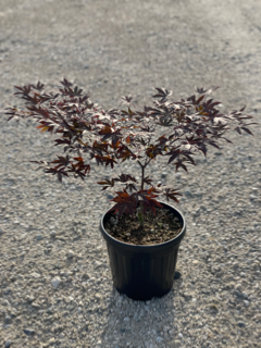 Acer Palmatum "Fire Glow" C10