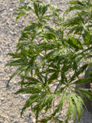 Acer Dissectum "Viridis" C20