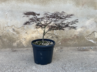 Acer Dissectum "Nigrum" C20